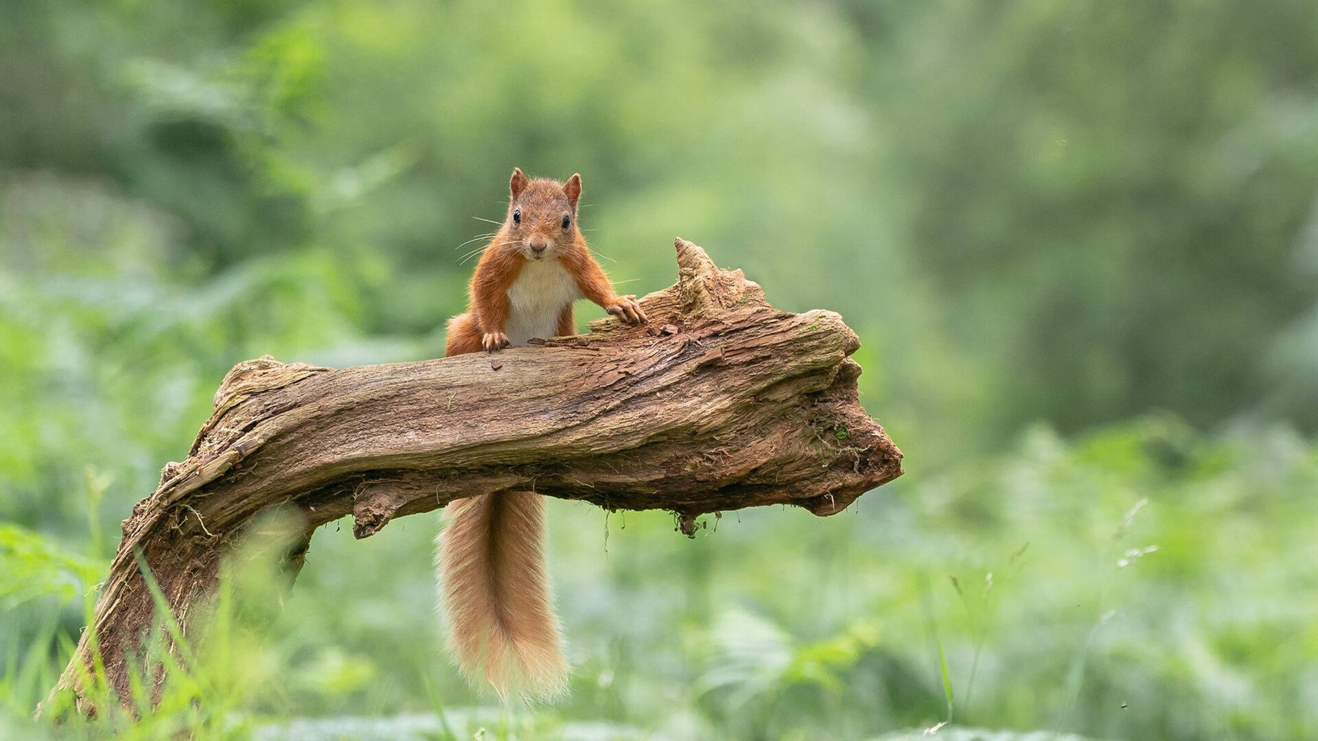 九游官网pc-西甲硬碰硬，比分1-1，比赛中场控制力强，关键球员传球成功率超90%