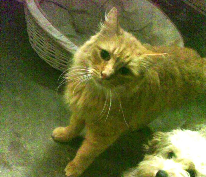 九游app官网下载-布鲁诺·卡博克洛在NBA夏季联赛中展现防守强度，布鲁诺卡波科洛集锦