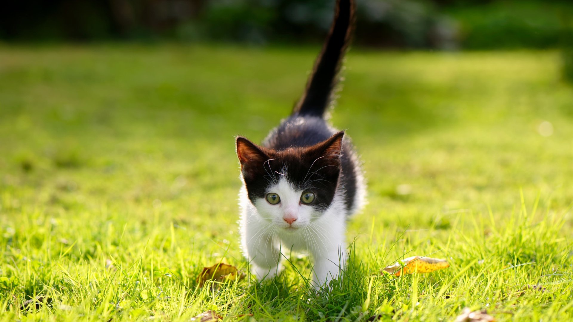 拉科鲁尼亚苦战不下,连败势头难挡,拉科鲁尼亚市