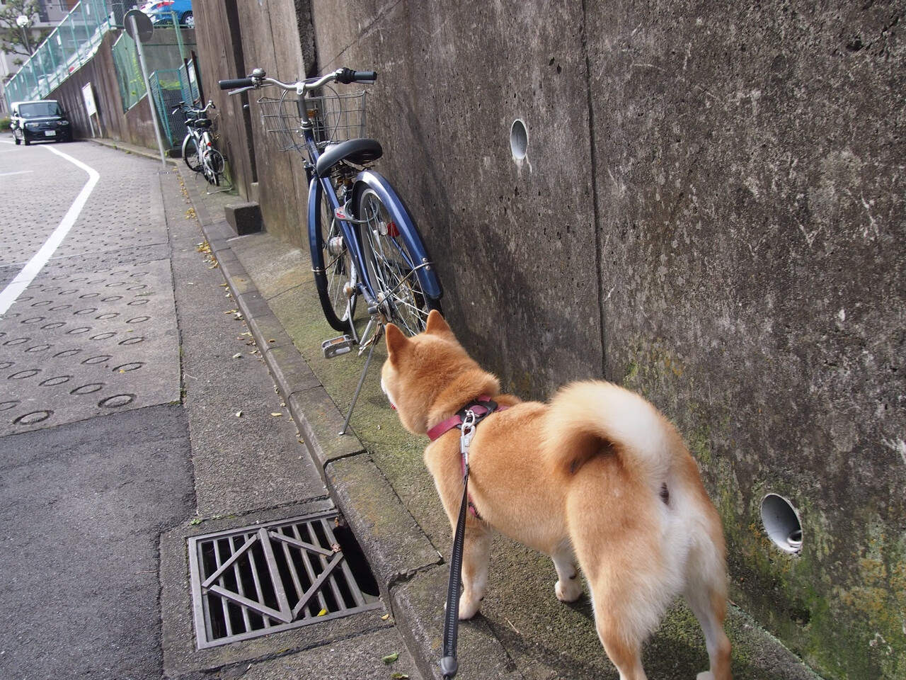 九游APP官网-斯图加特已做好迎战多特蒙德的准备，斯图加特 vs 多特蒙德