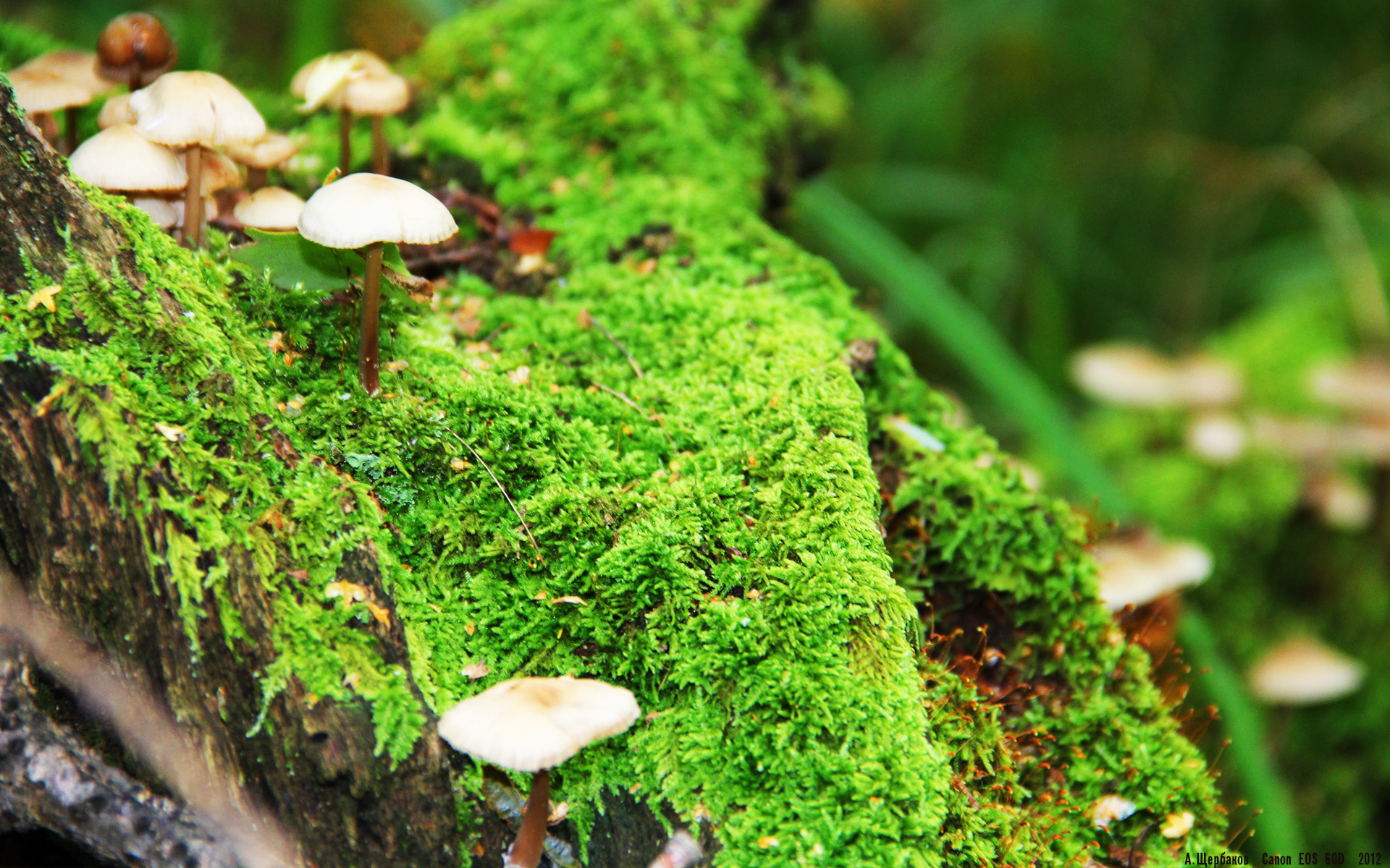 九游娱乐-是否应设置外援名额限制，是否应设置外援名额限制的规定