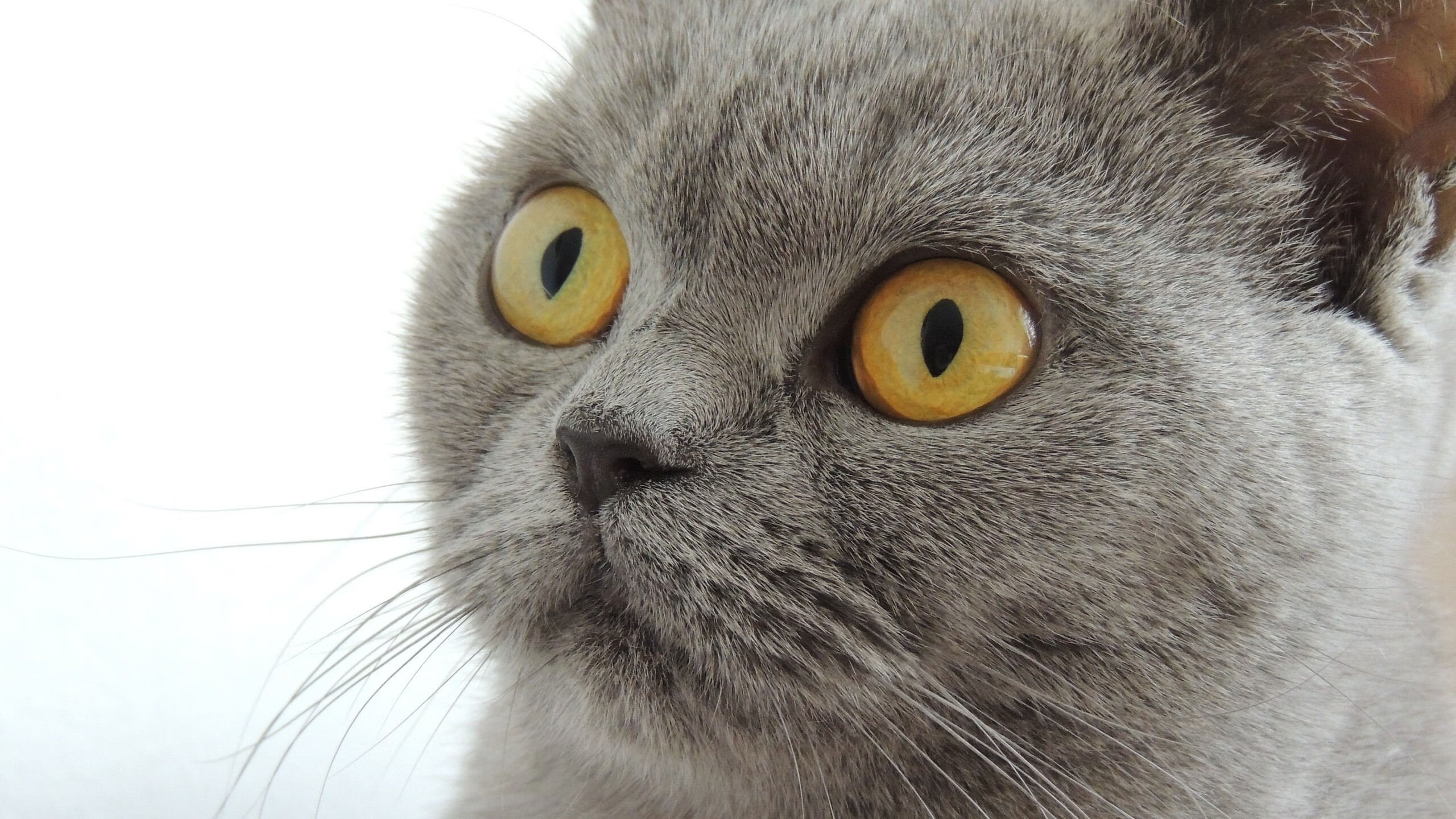 九游网页版官网-湖人翻盘太阳，系列赛焦点战中詹姆斯带伤作战，湖人官宣詹姆斯