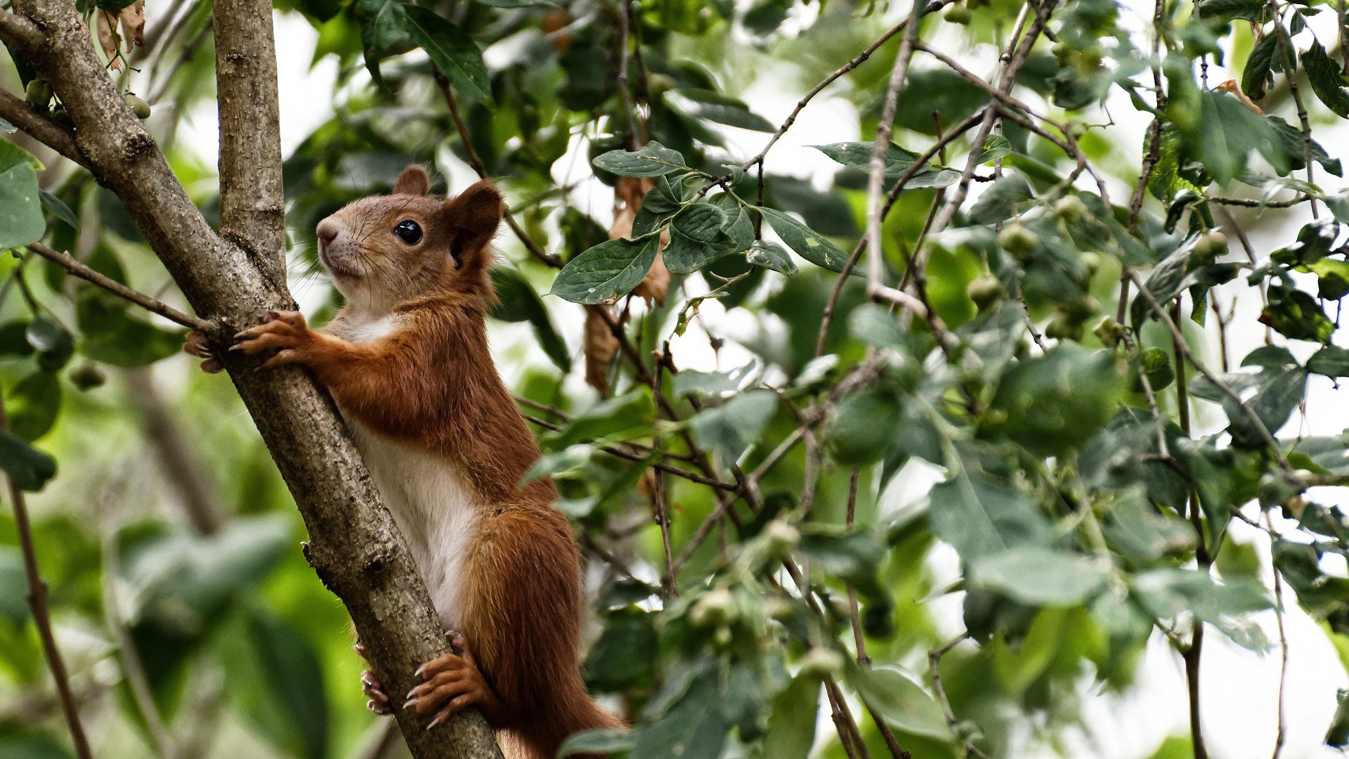 火箭主场不敌小牛,德罗赞轰分狂胜国王,火箭韦德