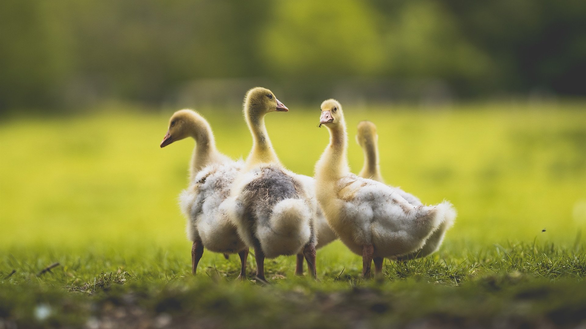 球迷热情是否会因成绩持续低迷而减退,对球迷的热爱说说