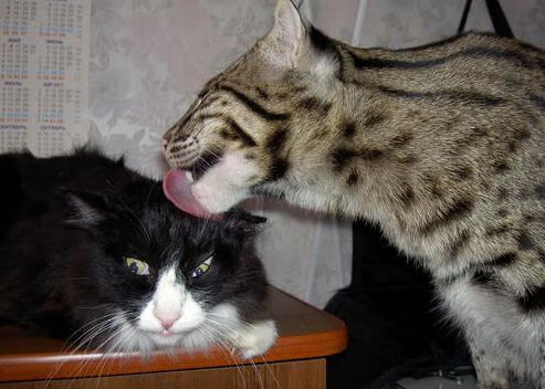 都灵-客负AC米兰,遭遇连败,都灵对ac米兰在线直播