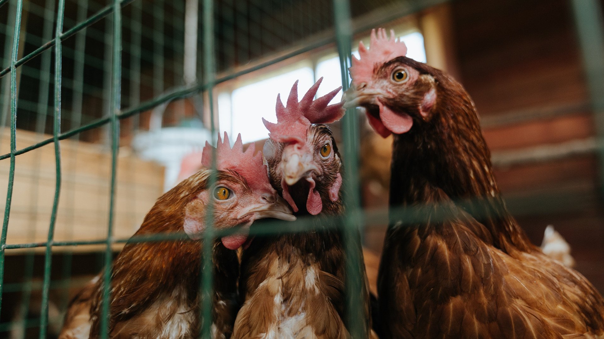 阿贾克斯势不可挡,面对桑普多利亚,阿贾克斯ds