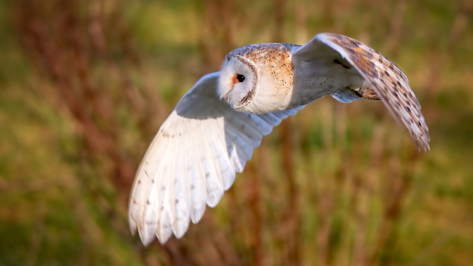 青少年篮球训练效果评估体系,篮球项目青少年运动技能标准