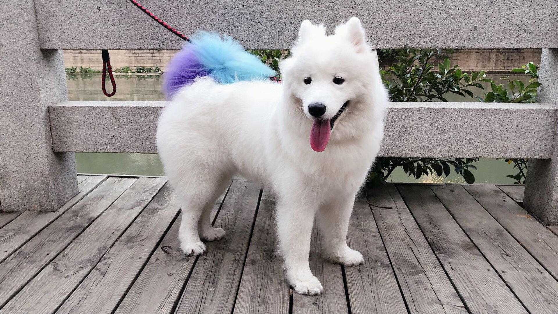 雄鹿全队火力发威击败开拓者,安特托昆博霸气之战,安特托昆博生涯数据