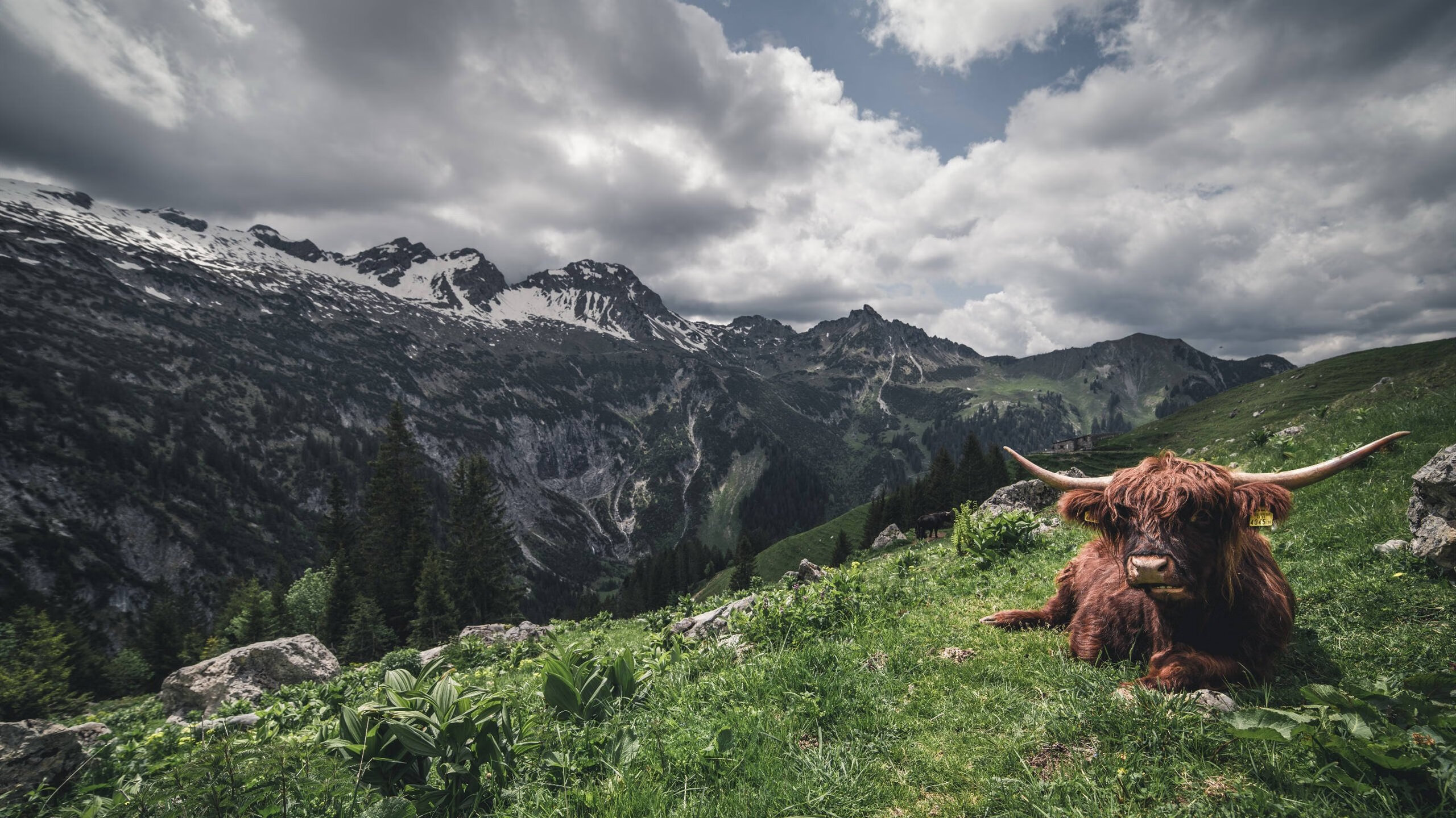 九游网页版入口-马其顿主场平局，出线形势仍有希望，马其顿近期战绩