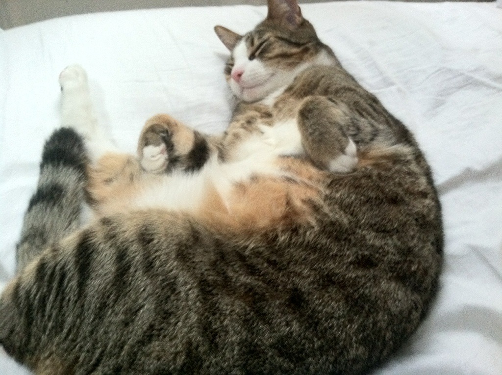 球迷狂欢节:全球各地的重要足球庆典,足球球迷欢呼