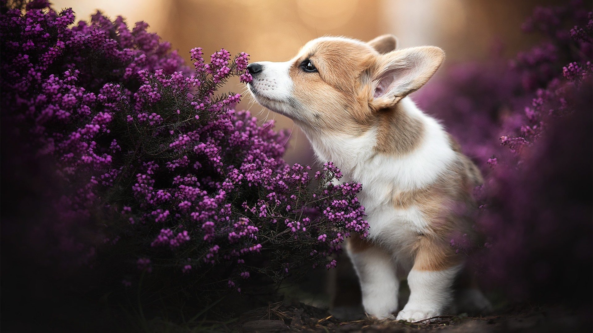 职业体育联赛社会责任实践路径研究,职业体育联赛有些啥