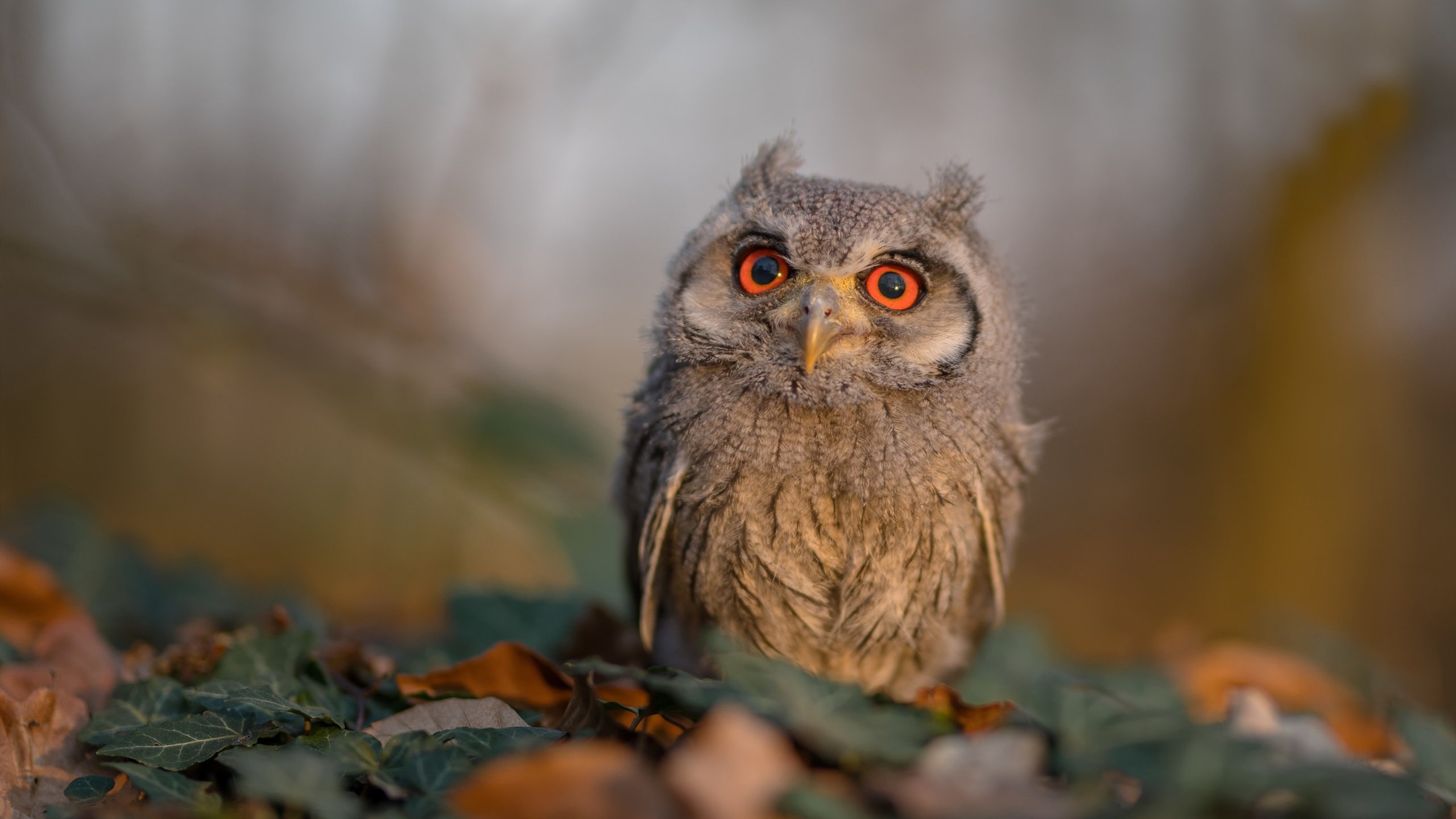 JIU YOU GAME-中国足球国家队阵容调整策略科学合理，中国足球国家队名单最新