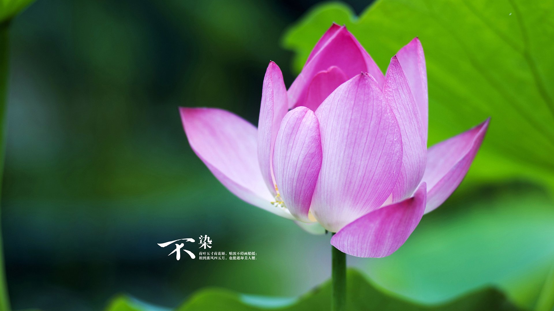 恩比德火力全开七六人再度问鼎榜首,恩比德太强了