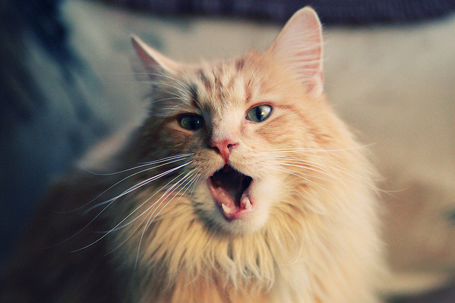 托里·哈斯克决赛冲刺表现抢眼,哈里托马斯nba