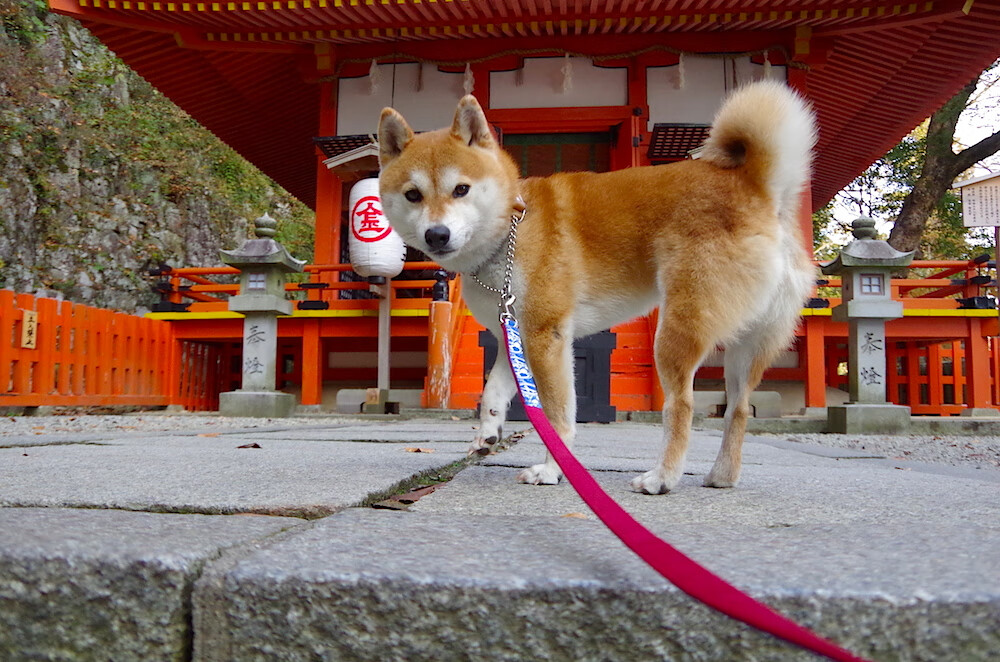 九游sports-日本泳队体能分配策略科学有效，日本泳法