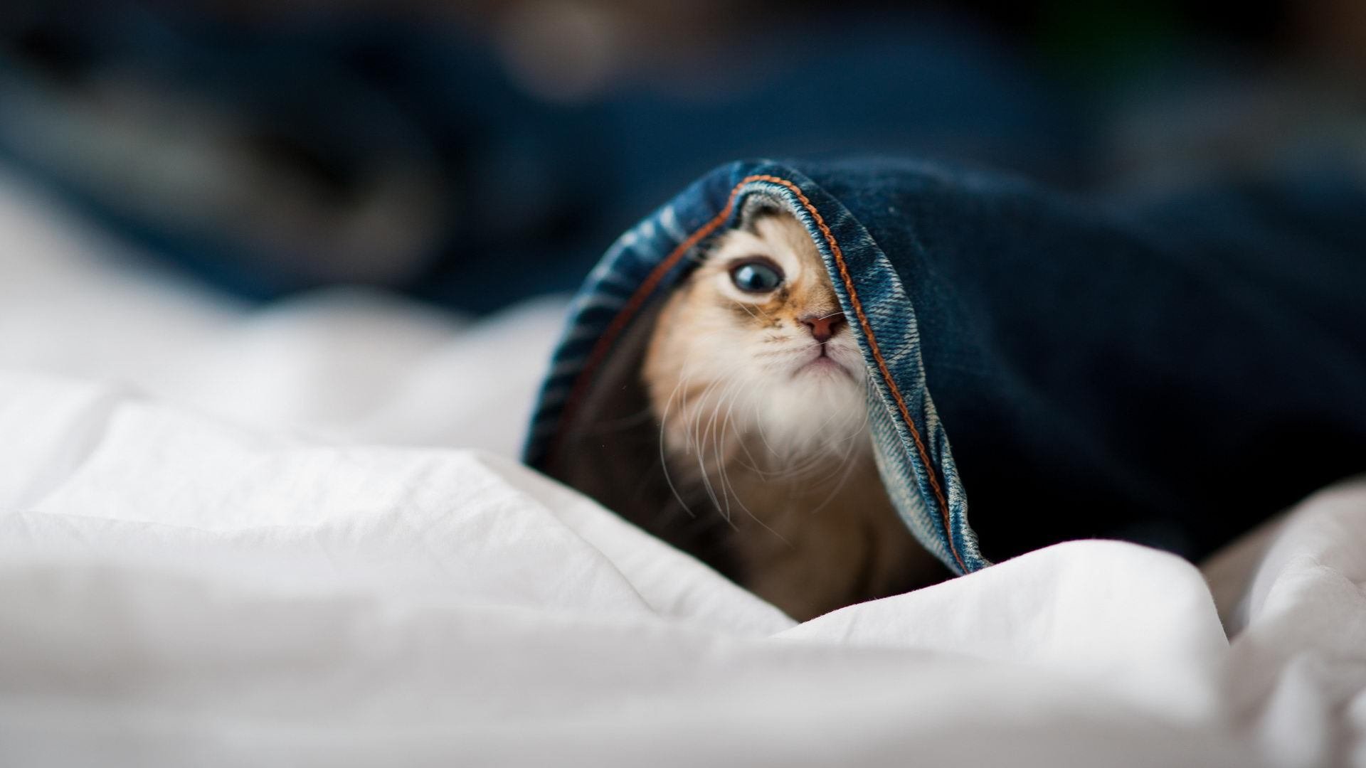 欧洲杯决战再临:战术新天地,引领未来!,欧洲杯决赛赛前预测