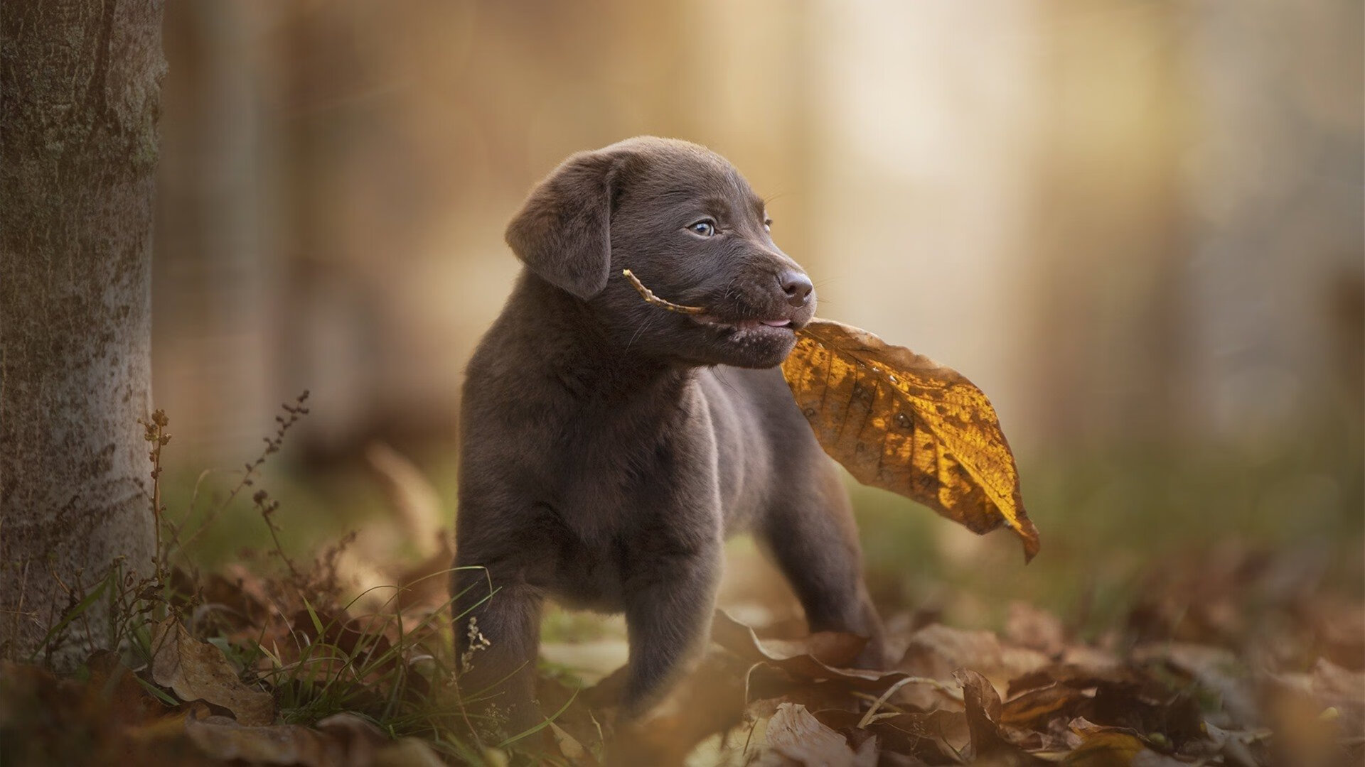 法国新星崭露头角,未来无限可能