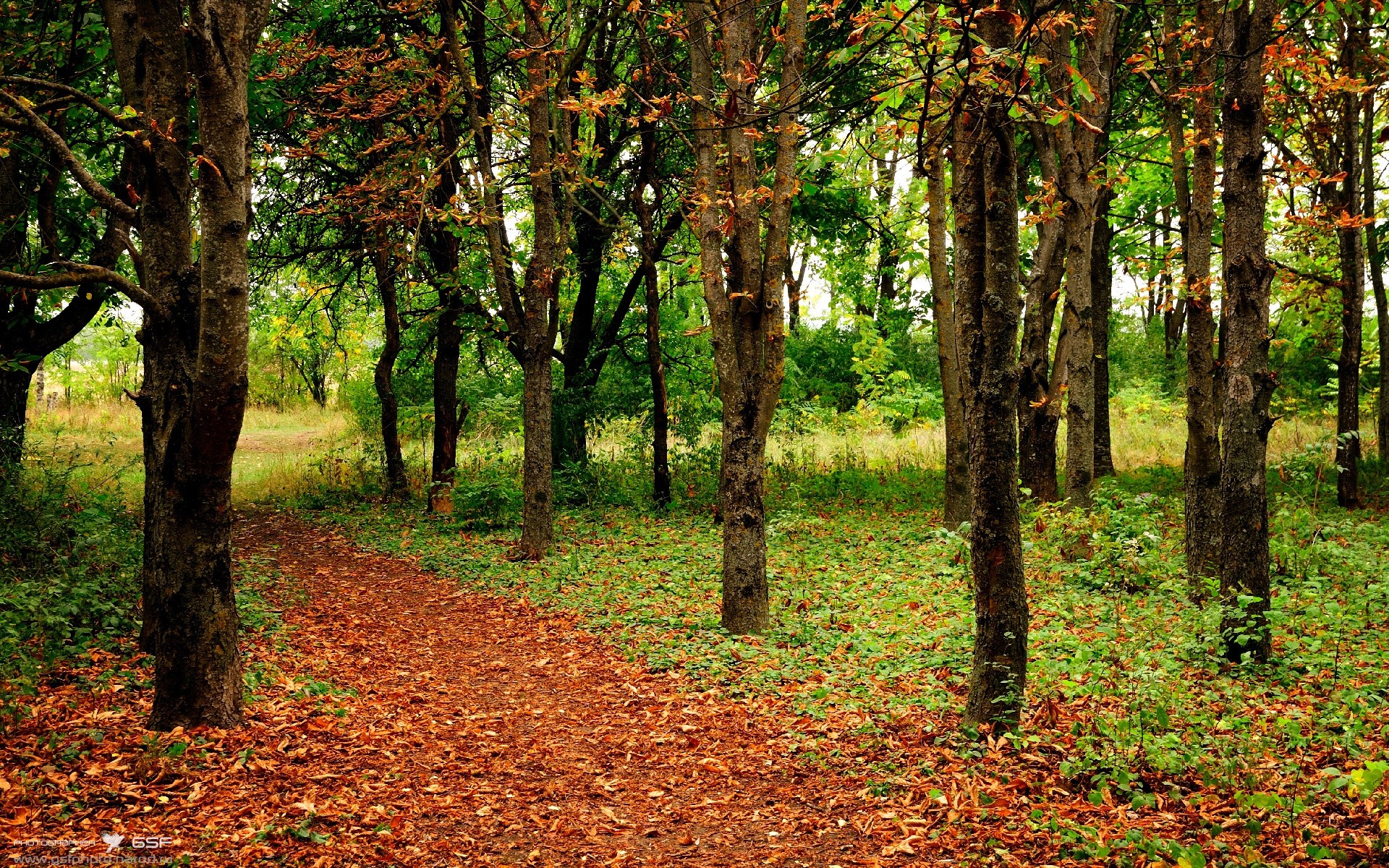 简:凭借敏捷的移动和精准的传球,快速助攻全黑队进攻