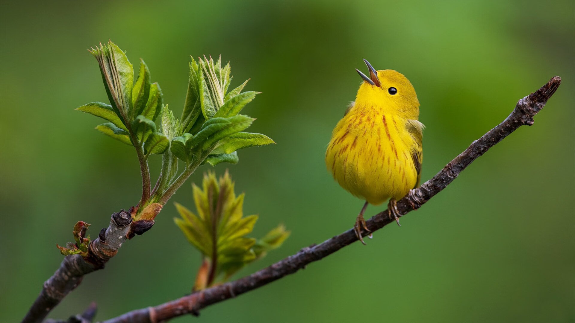 九游娱乐(jiuyou)官网-英格兰男子橄榄球队再成焦点，英格兰橄榄球国家队