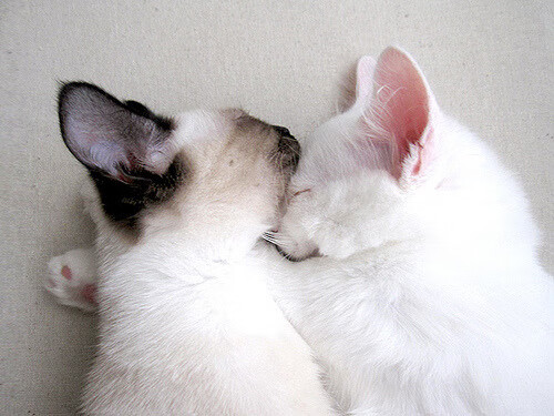 九游下载安装-英超冲刺猛攻：最后时刻的精彩奇迹！，英超火爆