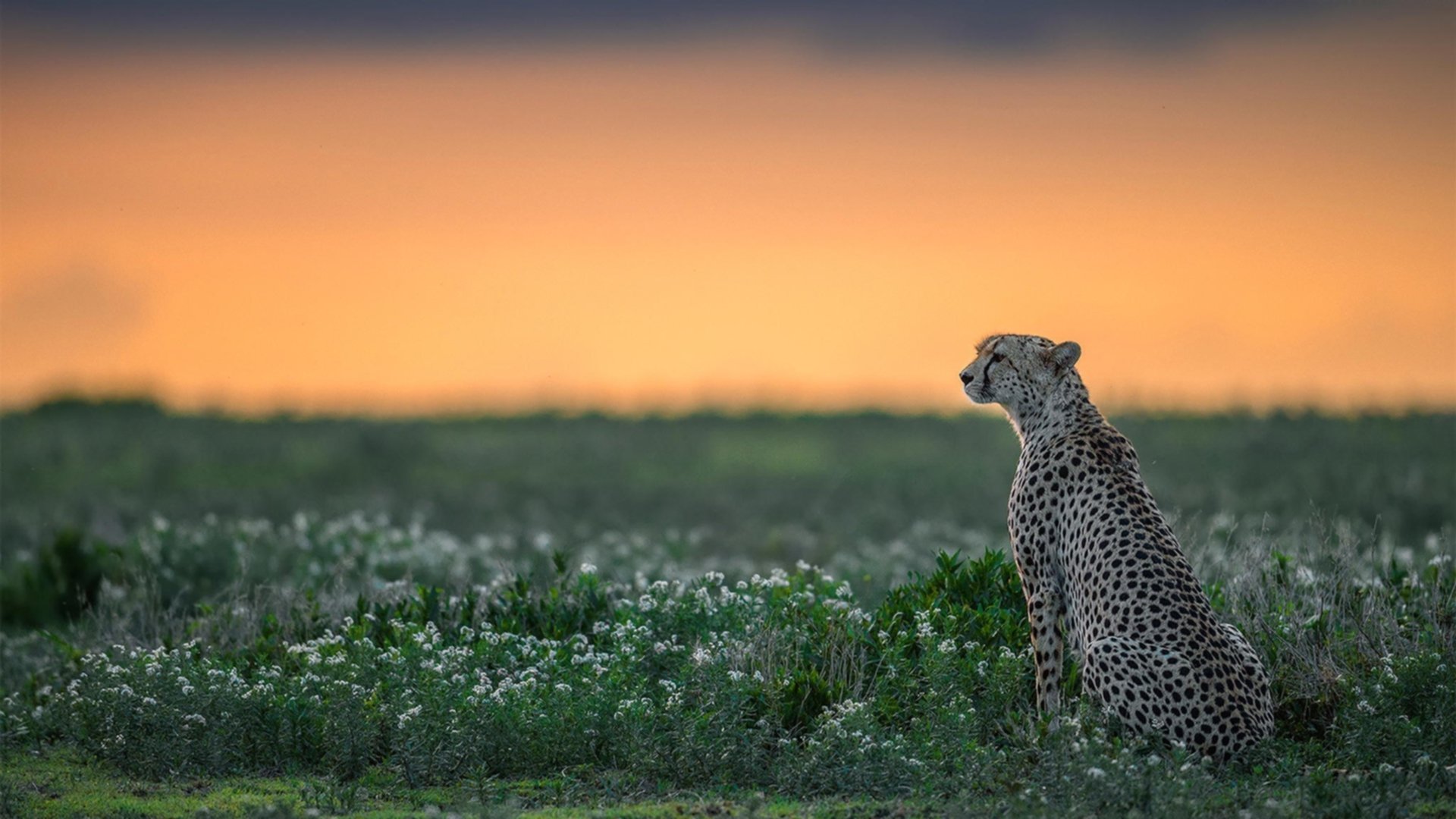 九游电脑版-西班牙青年队在欧洲赛场表现优异，期待更多精彩