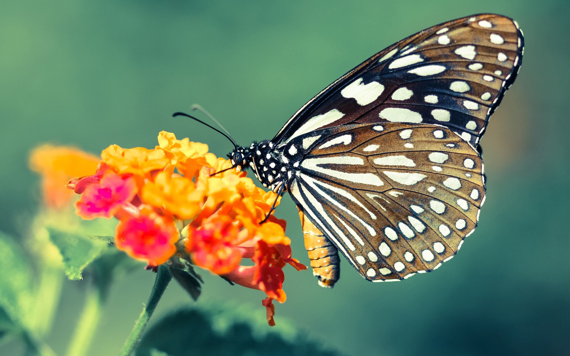 道格拉斯用速度与技巧双剑合璧,道格拉斯属于什么水平